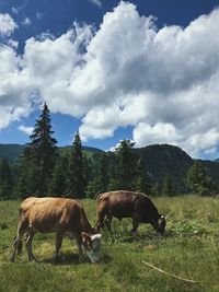 Horse grazing in field against cloudy sky