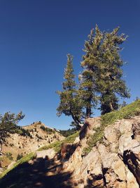 Tree on rock against clear blue sky