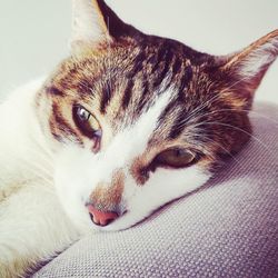 Close-up portrait of cat lying down