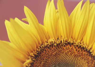 Close-up of sunflower