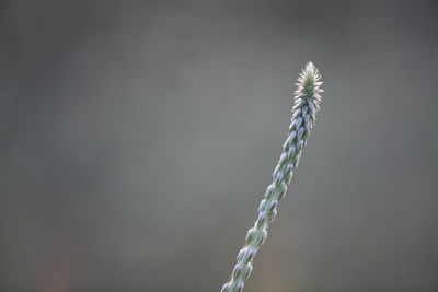 Close-up of plant against sky