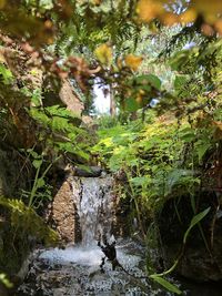 Stream flowing through rocks in forest