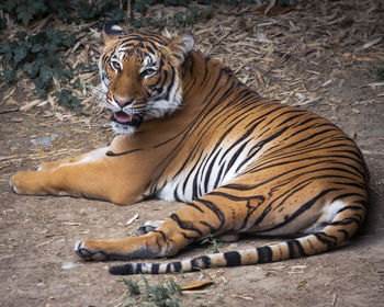 Cat lying in a zoo