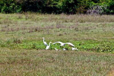 View of birds on grassy field