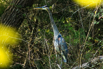 Bird perching on tree