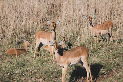 Deer standing in a field