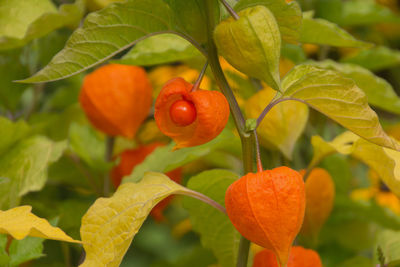 Close-up of orange flower growing on tree