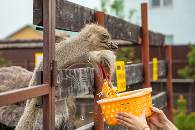 Close-up of hand holding bird