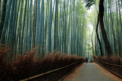 Footpath in bamboo grove