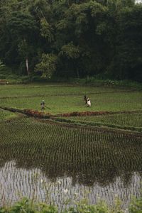 Scenic view of field