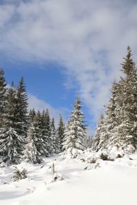 Snow covered land and trees against sky