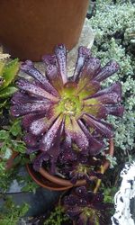 High angle view of wet purple flowering plants