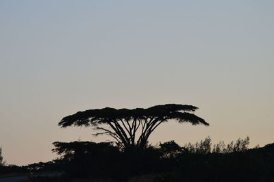 Low angle view of silhouette trees against clear sky