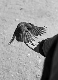 Close-up of hand holding bird flying