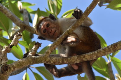 Low angle view of monkey on tree