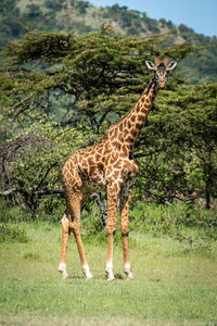 Masai giraffe stands eyeing camera near trees