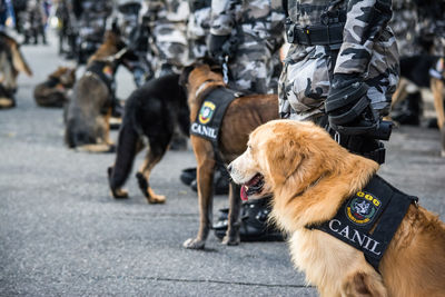 Rear view of dogs walking on street