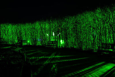 Illuminated trees in park at night