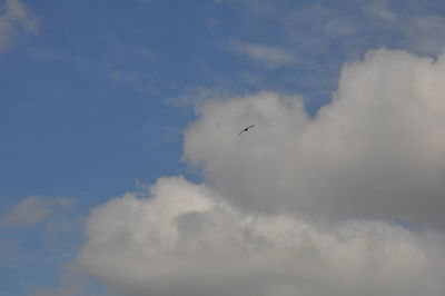 Low angle view of bird flying against sky