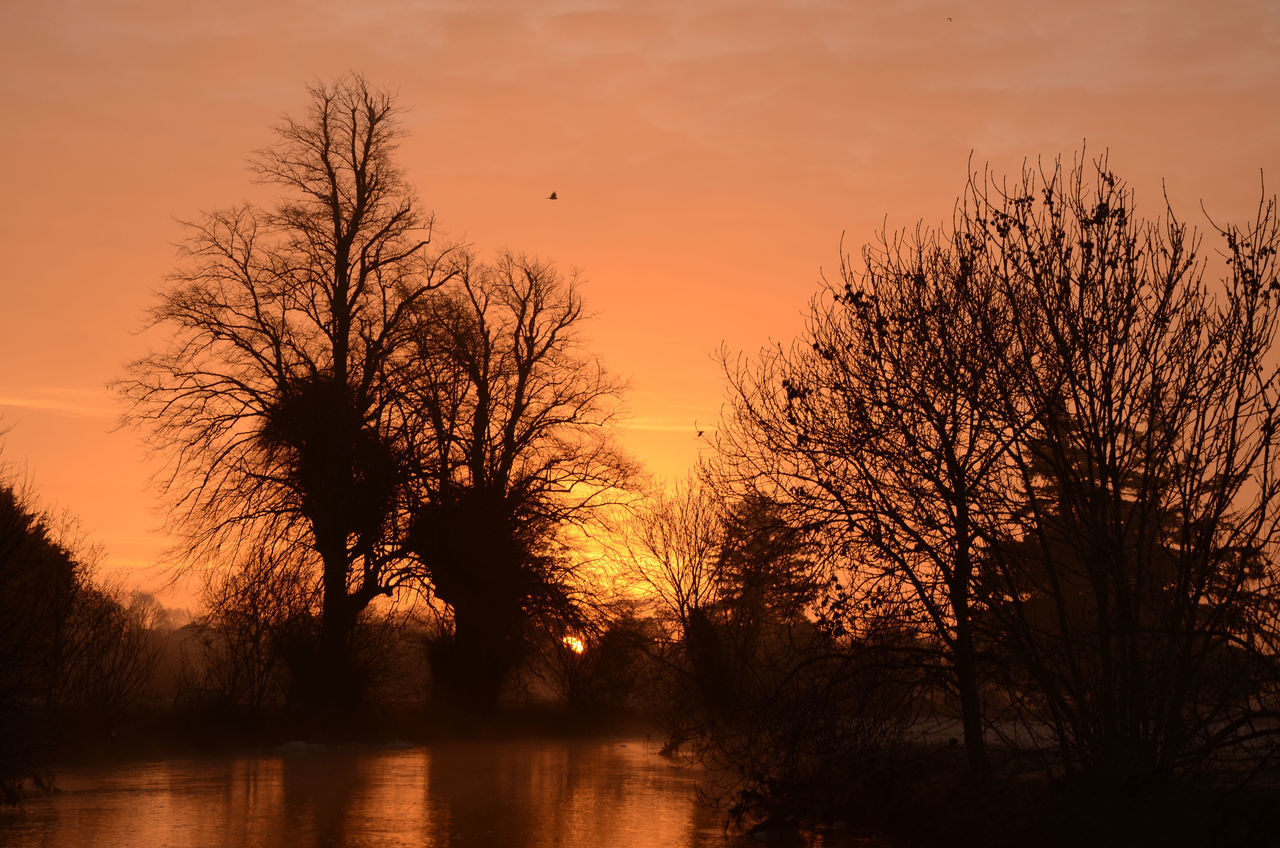 SILHOUETTE TREES AGAINST SKY DURING SUNSET