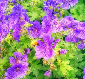 Close-up of purple flowers