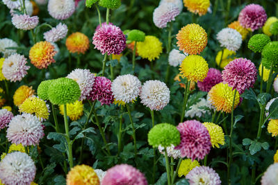 Multicolored chrysanthemum or pom pom flower blossom in the garden