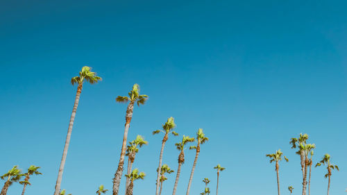 Low angle view of flowering plants against clear blue sky