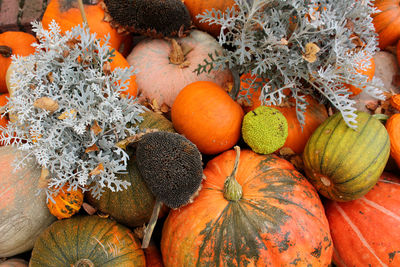 Different types of pumpkins and squashes with shining colours and interesting shapes 