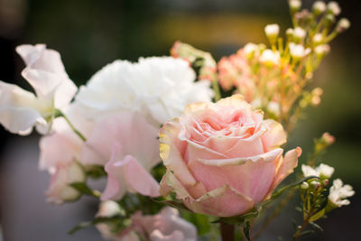 Close-up of rose