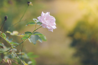 Close-up of pink flowering plant