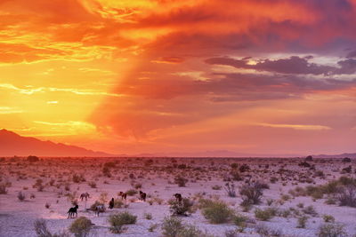 Desert sunset and horses