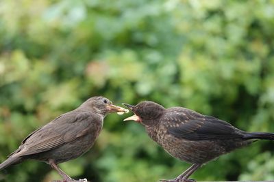 Close-up of bird perching on plant