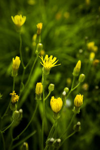 Close-up of yellow flowers blooming outdoors