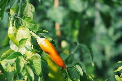 Close-up of red chili pepper hanging on plant