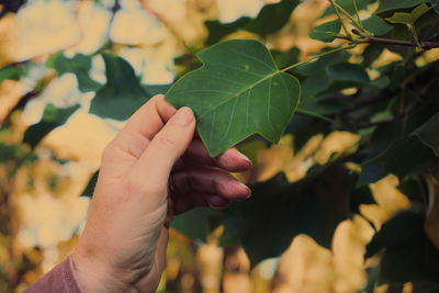 Close-up of hand holding plant