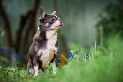 Chihuahua puppy, little dog in garden. cute small doggy on grass. short haired chihuahua breed