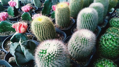 Close-up of succulent plant growing on field