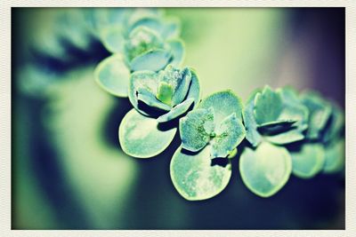 Close-up of plant