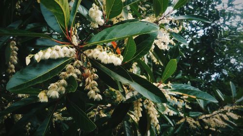 Close-up of white flowering plant