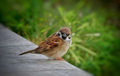 Close-up of bird perching on a plant