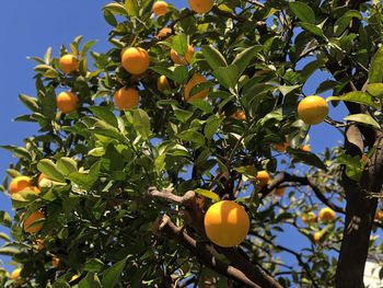 Low angle view of fruits on tree