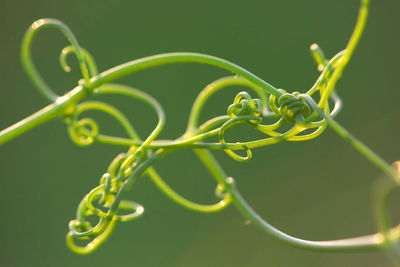 Entangling peas vine