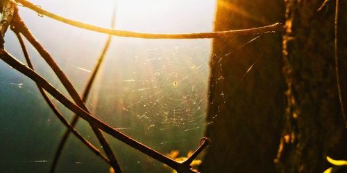 Close-up of wet spider web on plant at night