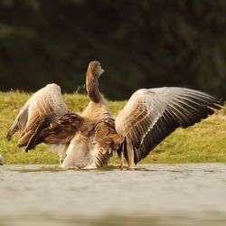 Close-up of birds