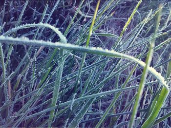 Full frame shot of grass