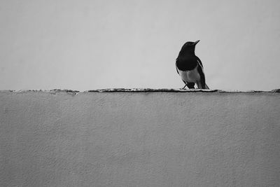 Low angle view of seagull perching on wall