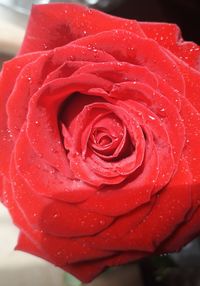 Close-up of wet red rose