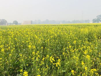 Scenic view of oilseed rape field