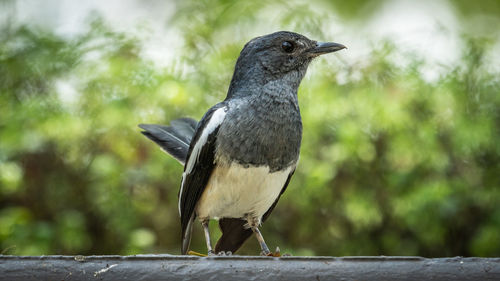 Close-up of bird perching on wood