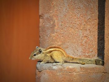 Lizard on the wall